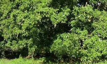 Imagem 6: Sitio 108 hectares Guiratinga Mato Grosso