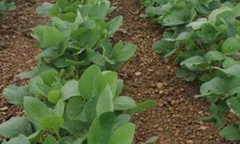 Imagem 5: Fazenda - Ipameri (GO