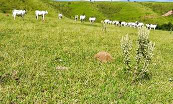 Imagem 6: Lotes para fazendas