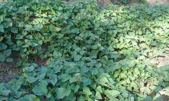 Imagem 2: Vende- se chácara