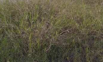 Imagem 5: Chácara Chácara com venda por R$150.000