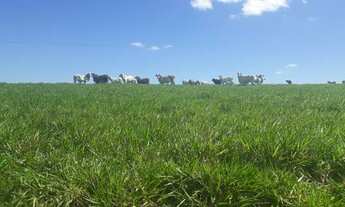 Imagem 6: Linda Fazenda com 210 hectares no vale de monte alegre