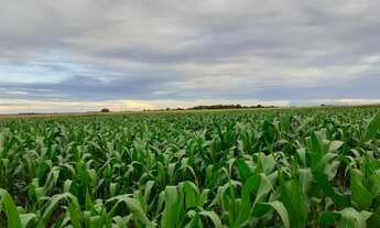 Imagem 2: Sitio no PA Nova Amazônia 1