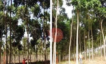 Imagem 5: Fazenda com 1 dormitório à venda, 8820000 m² por R$ 22.000.000,00 - Centro - Buritizeiro/M