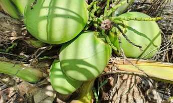 Imagem 4: Coco verde, mudas de coco e sitio à venda
