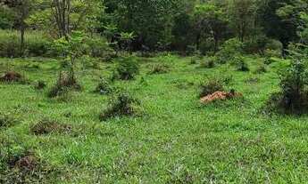 Imagem 3: Fazendinhas de 2hectares com terra boa para cultivo, em fortuna de minas