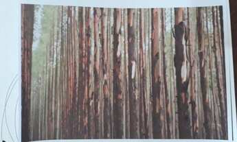 Imagem 7: Fazenda de eucalipto 6.300hect em Bonito de minas 180 milhões