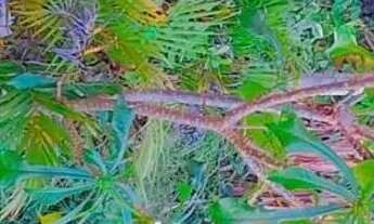 Imagem 6: Vendo casa na rua 13 de maio bairro Pau Da Lima *80