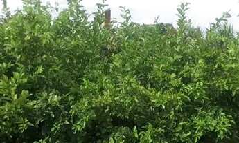 Imagem 4: Chácara Mirassol