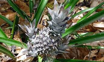 Imagem 7: Sítio Elísio Medrado-BA, CASA REFORMADA