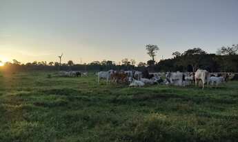 Imagem 5: Fazenda a venda em Juruti Pa com 500 hectares, documentada, pará