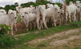 Imagem: FAZENDA DE 355 HECTARES EM PLÁCIDO DE CASTRO/
