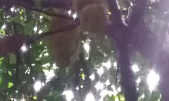 Imagem 3: Sitio 11 Hectares!! Poço Próprio!!Pastagem!!Casa Sede!!!20 km MAJOR PRATES!!