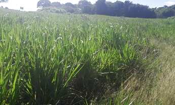 Imagem 4: Linda Fazenda com 210 hectares no vale de monte alegre