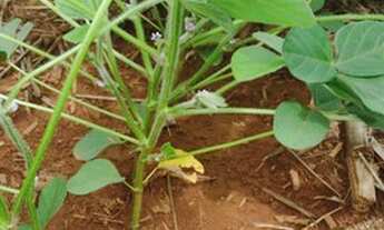 Imagem 3: Fazenda - Ipameri (GO