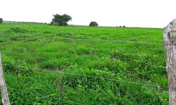Imagem 4: Fazenda na região de monte alegre com 210 hectares