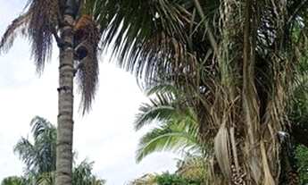 Imagem 6: Fazenda escriturada formada terra cultura