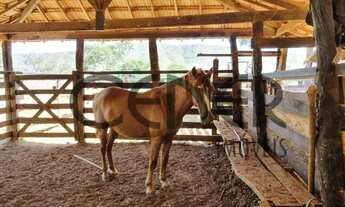 Imagem 7: 2464 Ótima fazenda de 384 ha pronta para pecuaria e partes boa para lavouras