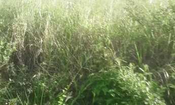 Imagem 3: Fazenda para Venda em Flexeiras, Zona Rural