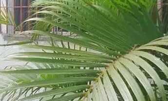 Imagem: Casa 2 quartos em Santa Catarina - Moquetá