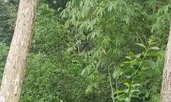 Imagem 2: Rodovia Am 010, Área Rural com 1.500ha com 106ha de mogno Amazônico