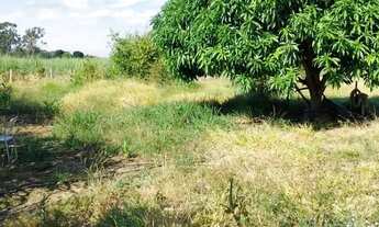 Imagem 3: Sitio em cajuru 1 alqueire e 1\4 são 33 mil metros 600.000.00