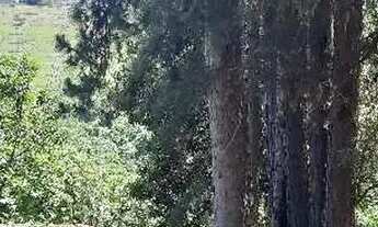 Imagem 7: Sítio em Estrada Municipal Domingos Stoco - Bairro do Morro - Itatiba/SP