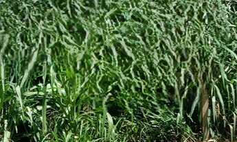 Imagem 2: Oportunidade -Terreno Centro Empresarial Várgea Grande