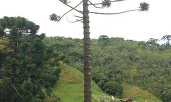 Imagem: Terreno em Itamonte - MG