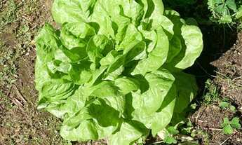 Imagem 2: Belo sitio localizado entre Petropolis e Itaipava