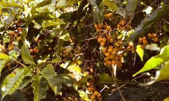 Imagem 2: Incrível Fazenda na cidade de São Pedro da União, estado de Minas Gerais