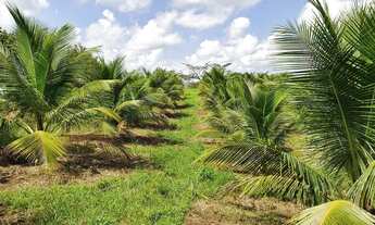 Imagem 5: Coco verde, mudas de coco e sitio à venda