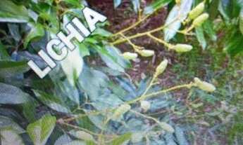 Imagem 7: Chácara com casa e pomar produzindo