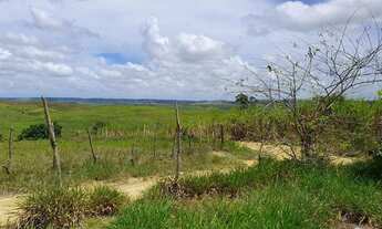 Imagem 3: Coco verde, mudas de coco e sitio à venda