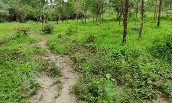 Imagem 2: Fazendinhas de 2hectares com terra boa para cultivo, em fortuna de minas