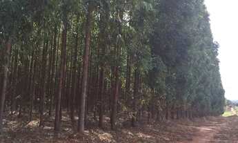 Imagem 2: Fazenda de eucalipto 6.300hect em Bonito de minas 180 milhões