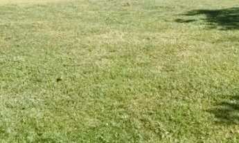 Imagem: Terreno 1300mts² bairro pedra branca-Monteiro