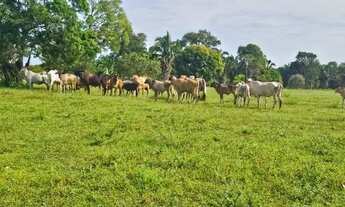 Imagem: Fazenda 1.500 x 2.000 Autazes 1.103.000