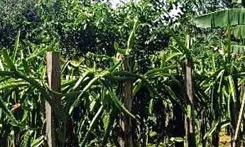 Imagem 2: Sítio no Rio pardo.Presidente Figueiredo