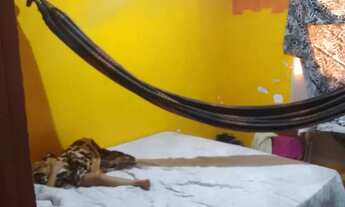 Imagem 3: Vendo apartamento no residencial vila Maranhão