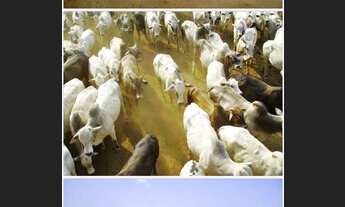 Imagem: Fazenda área 9.068 hectares municipio do