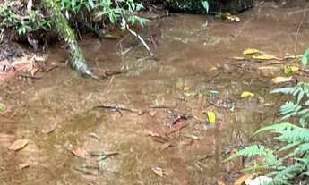Imagem 6: Chácara de 2 Hectares plana, nascente e riacho
