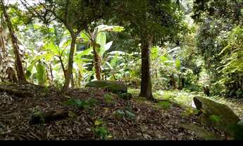 Imagem 2: Belíssima área verde em Tabatinga