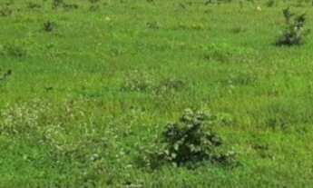 Imagem 3: FAZENDA DE 355 HECTARES EM PLÁCIDO DE CASTRO/ ACRE