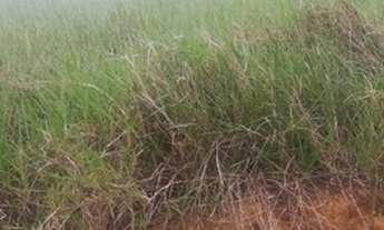 Imagem 3: Lote no Horto km5 Macaé