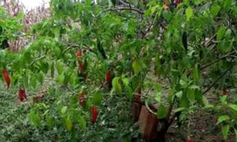 Imagem 3: Sítios Chácara com venda por R$100.000