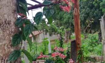 Imagem 5: Sítios Chácara com venda por R$100.000