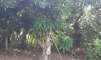 Imagem 7: Oportunidade Sitio - Inhames