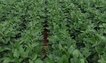 Imagem 2: Fazenda - Ipameri (GO