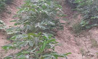 Imagem 7: Sitio no PA Nova Amazônia 1